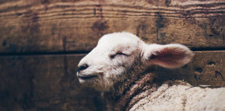 예슈아와 예레미야 31장의 관계는?